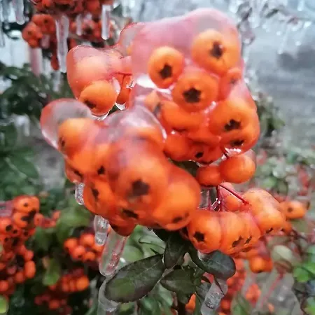 Mila Fruska Gora